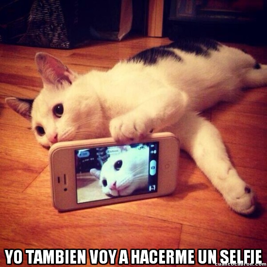 foto,gato,gato selfie,movil,selfie,smartphone