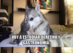 Enlace a El perro humorista