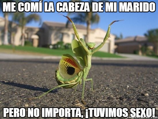 Meme_otros - La mantis optimista