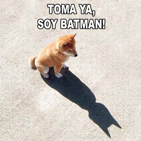batman,little doge,perro,sombra