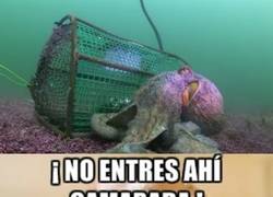 Enlace a El compañero del almirante Ackbar