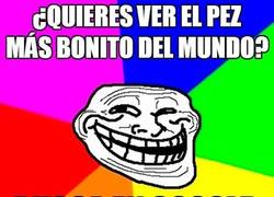 Enlace a El pez más bonito con diferencia
