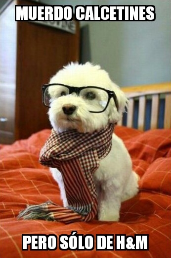 H&M,hipster,hipster dog,perro hipster