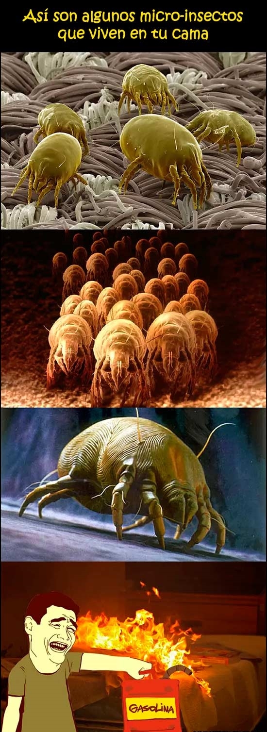Yao - Insectos que viven en tu cama