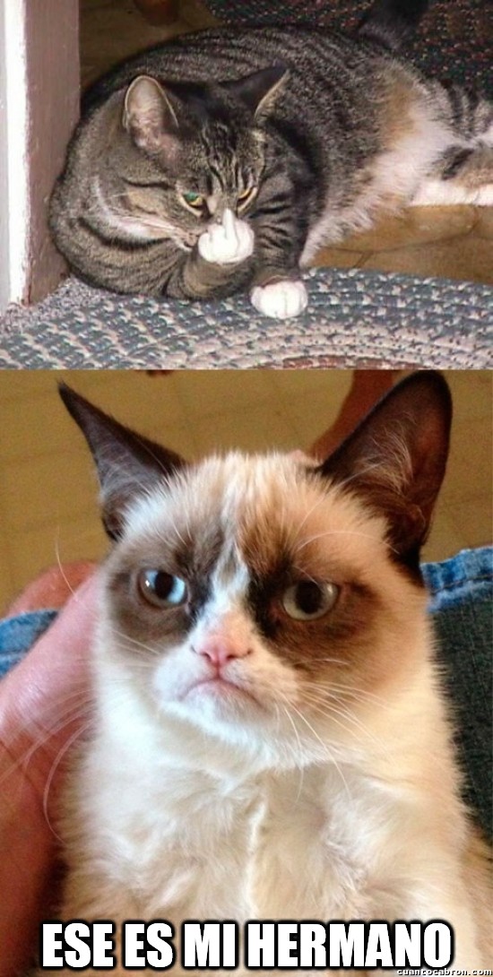 Meme_otros - El hermano de Grumpy Cat