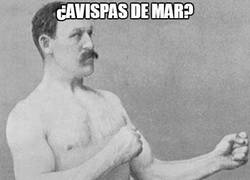 Enlace a ¿Las medusas más venenosas del planeta?