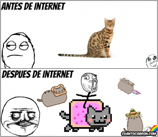 Me_gusta - Los gatos no son lo mismo desde la llegada de Internet