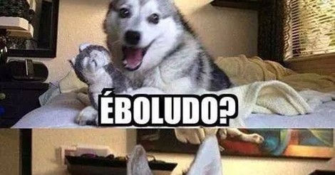 husky ebola joke meme