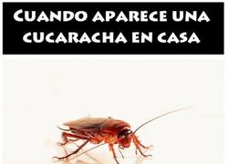 Enlace a Cuando aparece una cucaracha en casa