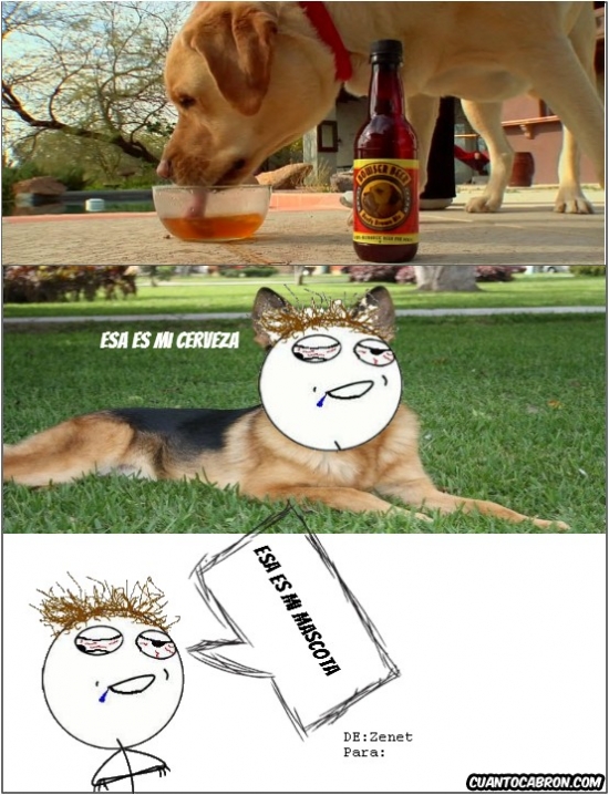 cerveza,humano,Perro,que necesidad tiene un perro de beber cerveza?