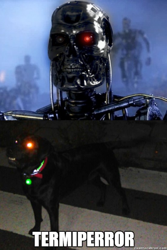 Meme_otros - El fiel compañero de Terminator