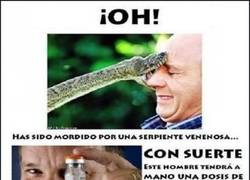 Enlace a Si eres vegano, ten mucho cuidado con las serpientes venenosas