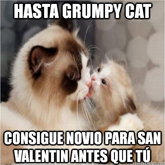 antes,besar,beso,grumpy cat,novio,san valentin,seras un forever alone