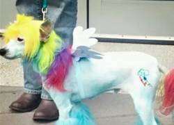 Enlace a El perro perfecto para un bronie