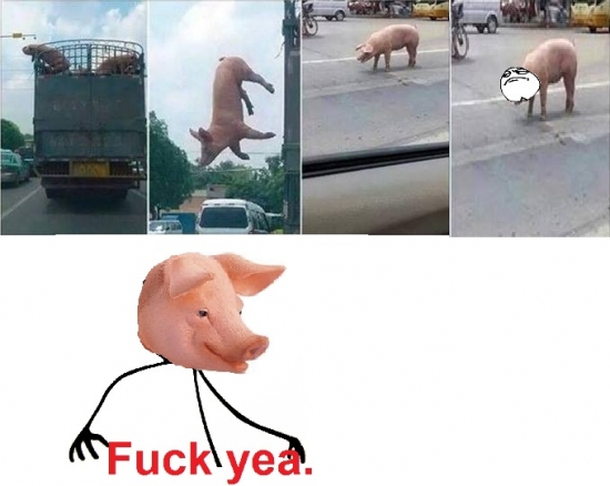 camión,cerdo,en marcha,no es babe pero es un cerdito muy valiente,saltar,salvarse