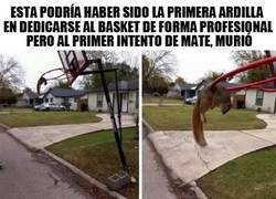 Enlace a Si eres una ardilla, ¡nunca intentes jugar baloncesto!