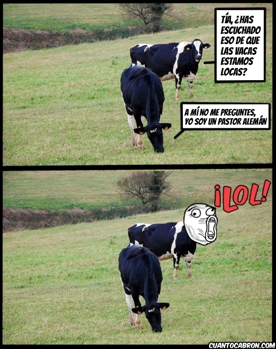 Lol - La enfermedad de las vacas locas no afecta a todas por igual