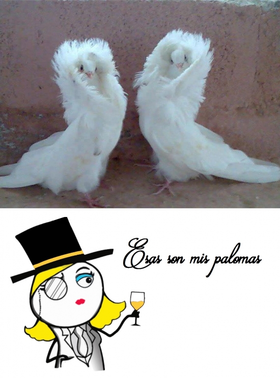 aves,Feel like a sir,mascotas,o madame,palomas