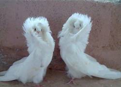 Enlace a Las únicas mascotas dignas de mi clase