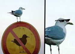 Enlace a La gaviota más vacilona, deal with it