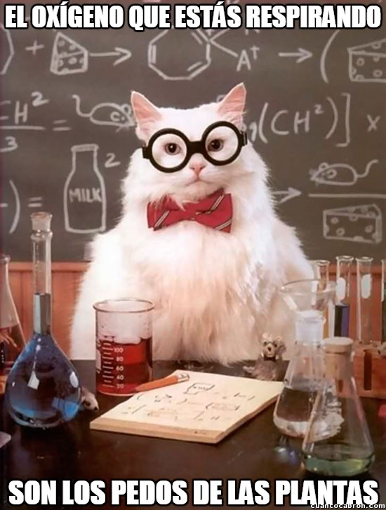 dioxido de carbono,gato científico,no es real pero es humor,o2,oxígeno,planta,respirar