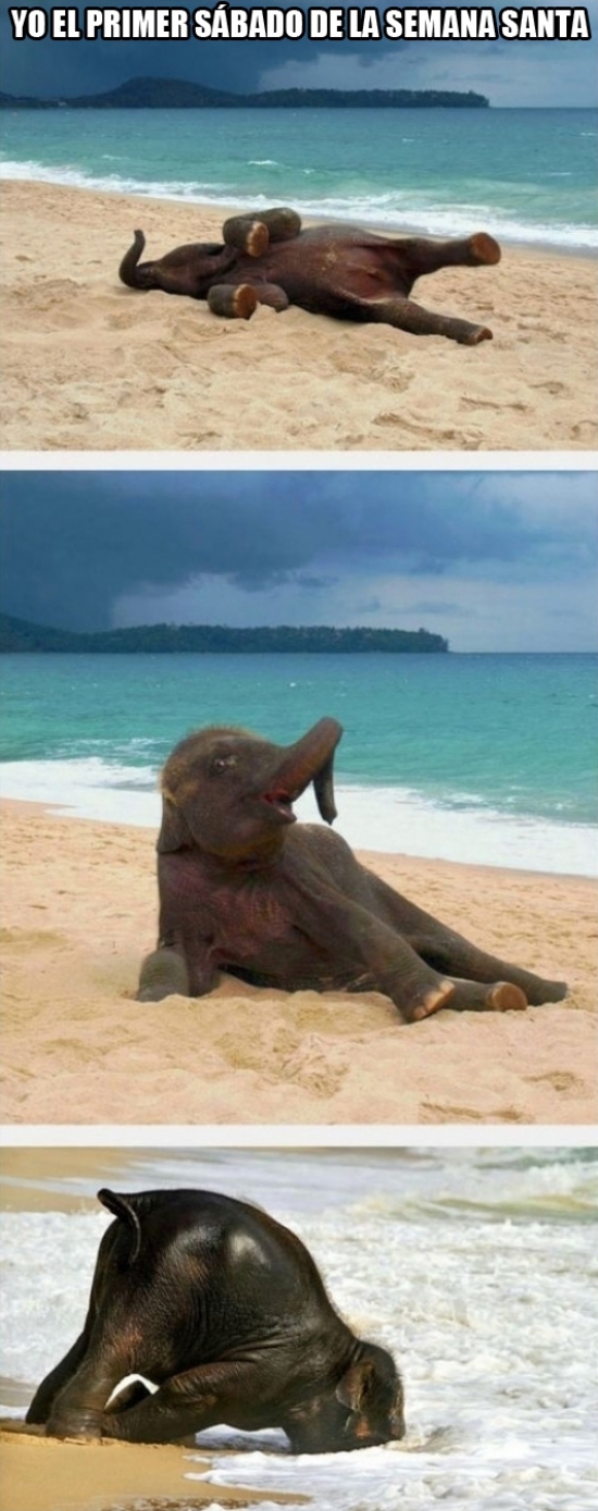 día de descanso,elefante,estirarse,no hacer nada mas,placer,playa,relajarse,sábado