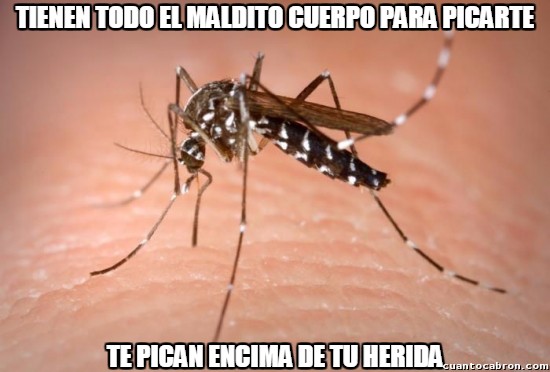 Meme_otros - Los mosquitos son de meter el pico en la llaga