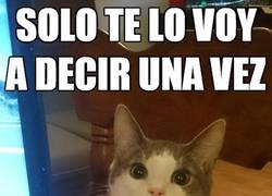 Enlace a Los gatos no bromean con la comida