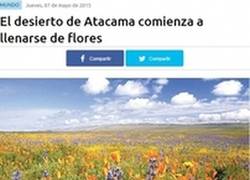 Enlace a El desierto de Atacama, ¿lleno de flores?