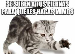 Enlace a Algunos gatos tienen un problema de bipolaridad severo