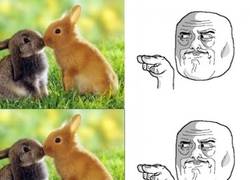 Enlace a El instinto reproductor de los conejos es imposible de contener