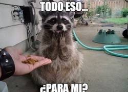 Enlace a El mapache más feliz del mundo