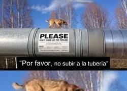 Enlace a Los perros no saben leer