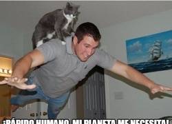 Enlace a ¡Supergato y su compañero Superhumano al rescate!