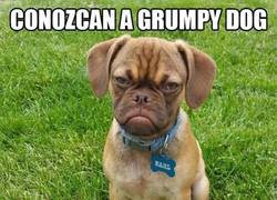 Enlace a La rivalidad entre perros y gatos va mas allá de lo que imaginamos