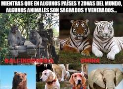 Enlace a España tiene mucho que aprender de otras zonas del mundo en cuanto al trato hacia los animales