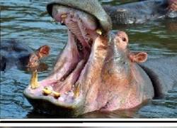 Enlace a Yo soy más rudo