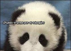 Enlace a ¿Un panda en el tobogán? Esto no puede acabar bien...