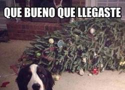 Enlace a Menos mal que mi perro estaba ahí para ayudar