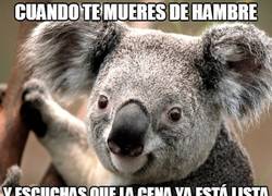 Enlace a ''Koala face'' puede tener muchos usos, como por ejemplo este