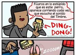 Enlace a Qué perro tan estúpido, ¿verdad?