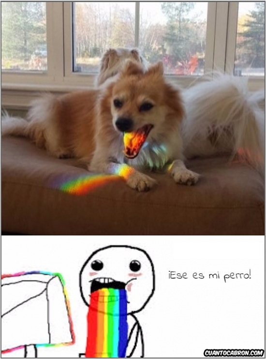 efecto optico,perro,puke rainbow