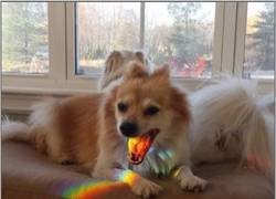 Enlace a La mascota de Puke Rainbows