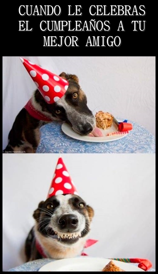 amigo,celebración,cumple,cumpleaños,perro,sonrisa