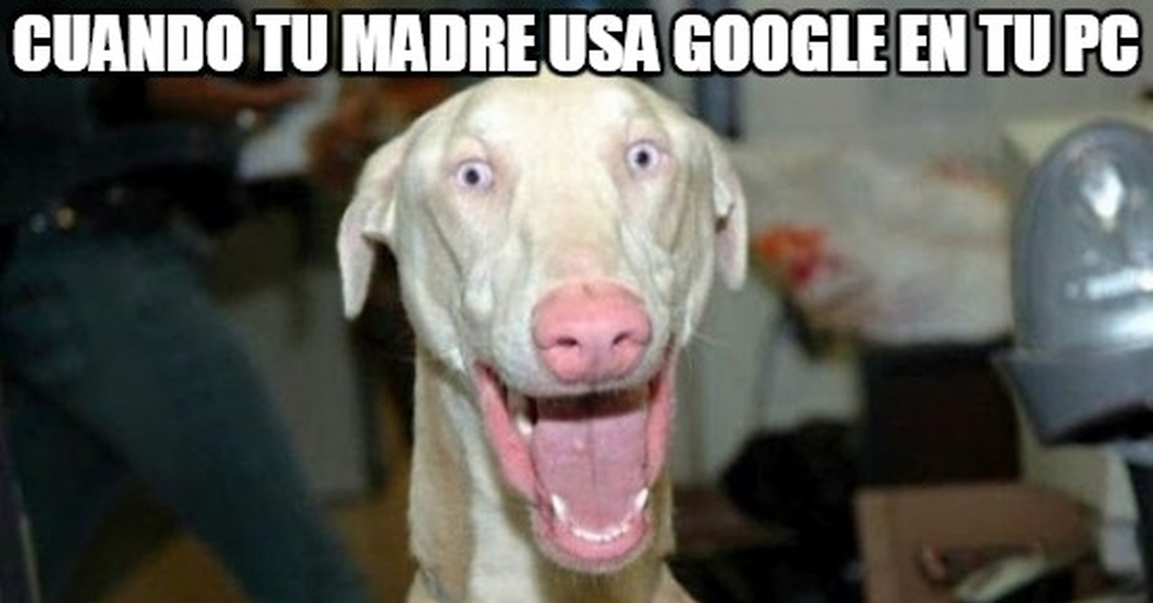 Пудель с лысиной на голове. Обака режешнакзеп. Гидроцефалия у чихуахуа. Китайская хохлатая полностью лысая. Бритый пес.