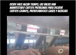 Enlace a Problema bovino grave