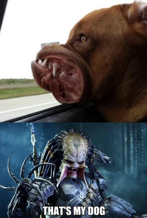 Meme_otros - Localizado el perro de Predator