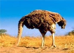 Enlace a Imitando al avestruz en gimnasia