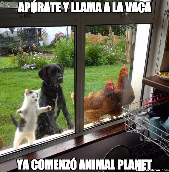 animal planet,gallinas,gato,perro,tv,vaca