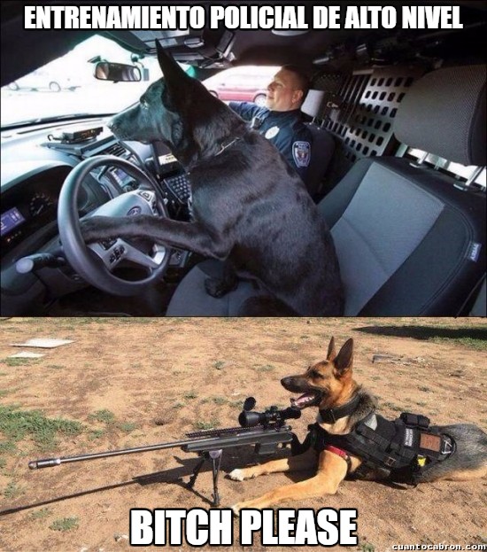 coche,conducir,entrenamiento,francotirador,perro